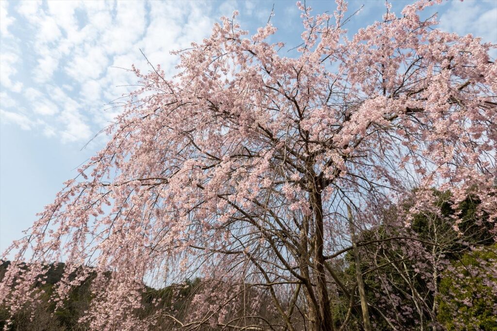 明王寺